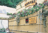 熊本菊池温泉と九州観光地を楽しむプラン