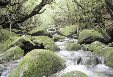 屋久島